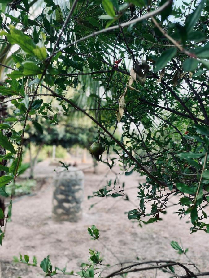 Out Of Medina Bed and Breakfast Εσαουίρα Εξωτερικό φωτογραφία